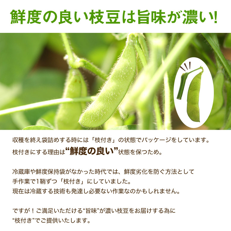 はねっ娘会の枝豆 神奈川県三浦半島産 約300g 2袋 計600g 冷蔵 豊洲市場ドットコム