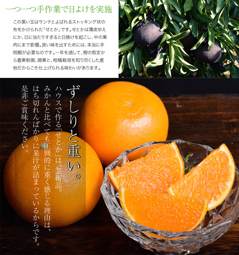 せとか』愛知県蒲郡産 2〜3L 約3Kg（10〜12玉）化粧箱｜豊洲市場ドットコム
