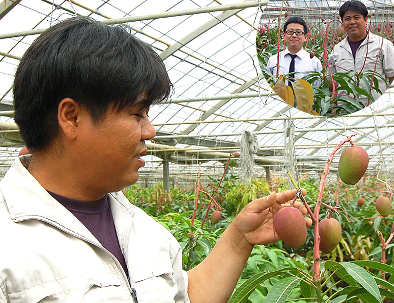 塩マンゴー 沖縄県宮古島産 約1kg 2 3玉 品種 アーウィン 化粧箱入 冷蔵 豊洲市場ドットコム