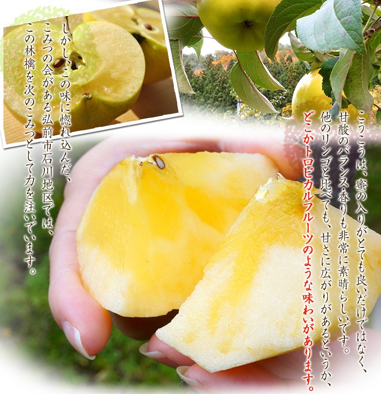 こうこう 青森県産りんご 特a 約3kg 8 11玉 ３箱まで送料１口で配送 豊洲市場ドットコム