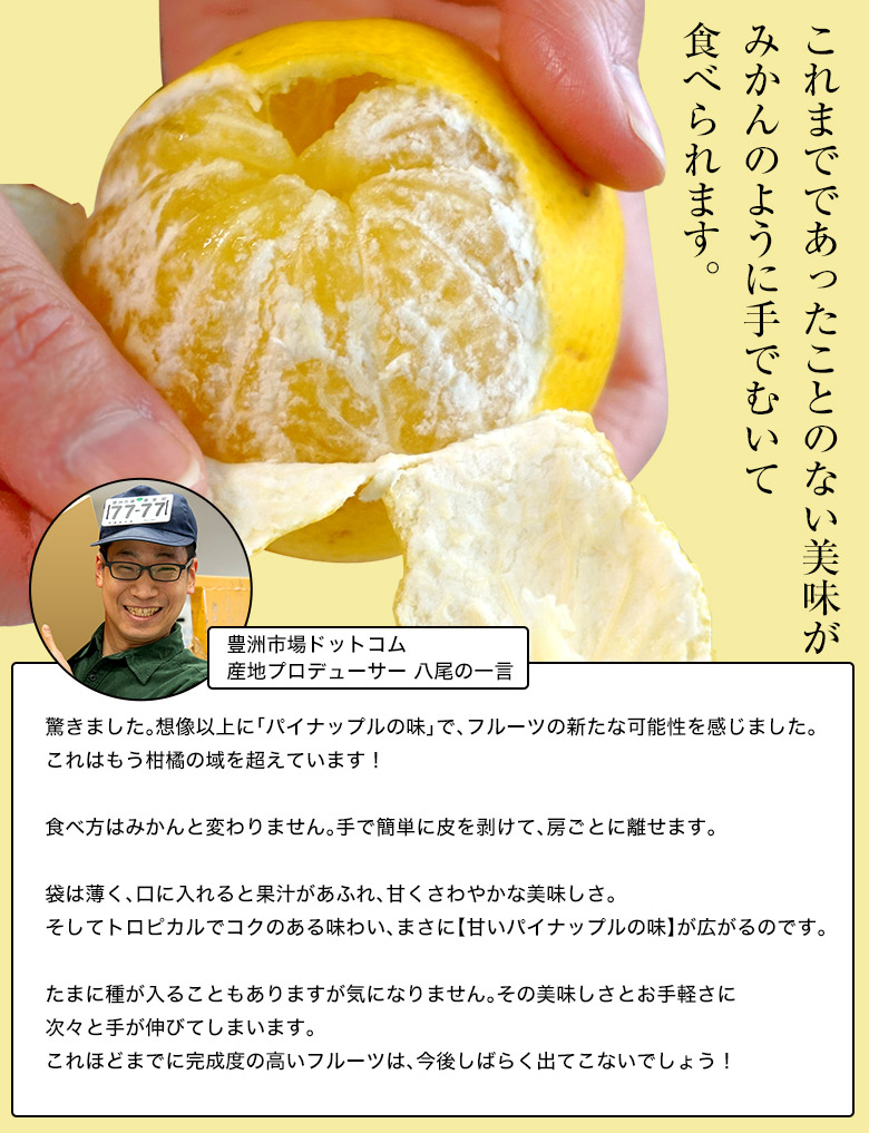 田中雄大さんのパインみかん 熊本県産柑橘 約2kg S Lサイズ 目安として22 40玉 常温 豊洲市場ドットコム