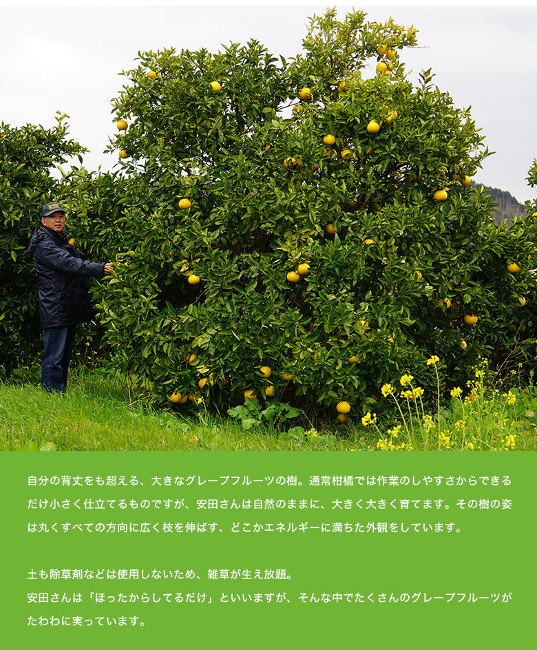 熊本県産 安田昌一さんの 完熟 グレープフルーツ ホワイト種 約3kg 8 12玉 化粧箱 常温 豊洲市場ドットコム
