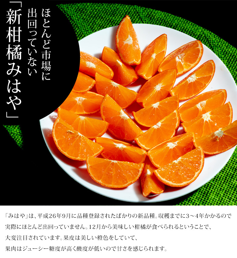 真鍋さんの みはや 鹿児島県産柑橘 約2 5kg 無選別 傷有 S Lサイズ中心 簡易包装 常温 豊洲市場ドットコム