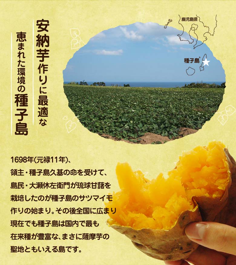安納芋の焼き芋で作った ほっくり干し芋 鹿児島県種子島産 干し蜜芋 100g 10袋 常温 豊洲市場ドットコム