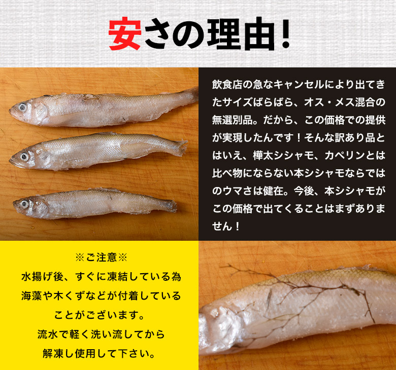 訳あり 無選別 本ししゃも 北海道産 500g 2袋 合計1キロ 90尾前後 冷凍 豊洲市場ドットコム