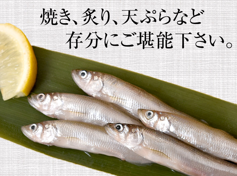 訳あり 無選別 本ししゃも 北海道産 500g 2袋 合計1キロ 90尾前後 冷凍 豊洲市場ドットコム