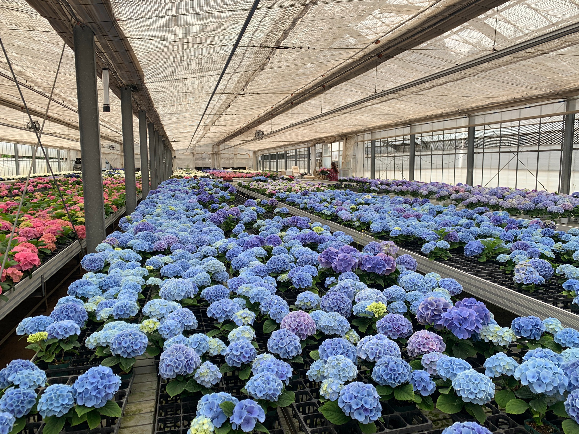 花農家応援 育種家が作る 大栄花園 オリジナル アジサイ 5号鉢 色はお任せ カサノバパープル レイピンク レイブルー スプラッシュパープルから1色 ミニアジサイ3号鉢 常温 豊洲市場ドットコム