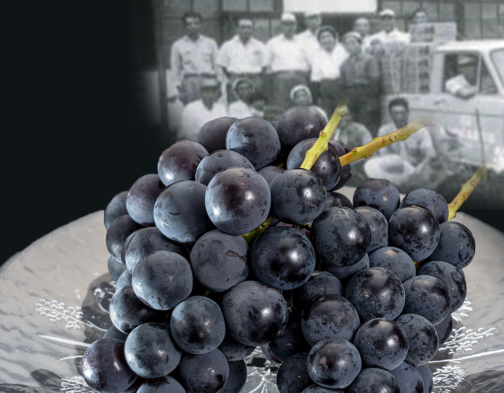 東御こもだ果樹園 種あり巨峰 長野県産ぶどう 約400g 3房 約1 2kg 冷蔵 豊洲市場ドットコム