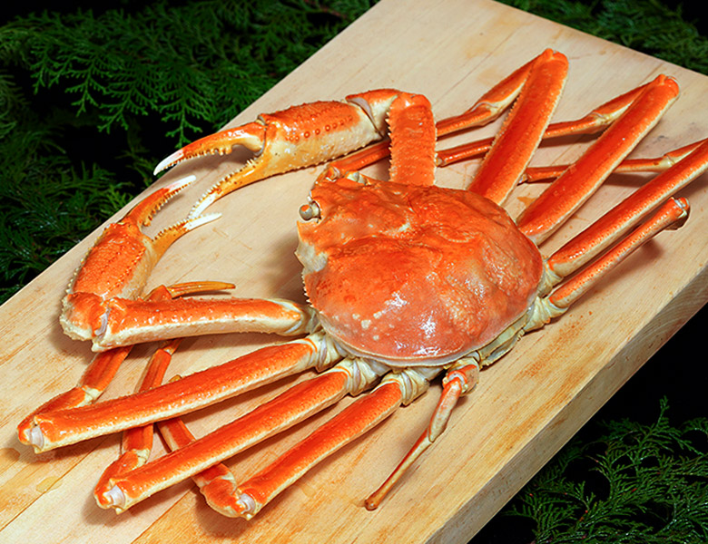 特大 ボイルズワイガニ 姿 ロシア産 北海道加工 4尾入り 計約4 5kg 1 1kg 4尾 冷凍 豊洲市場ドットコム