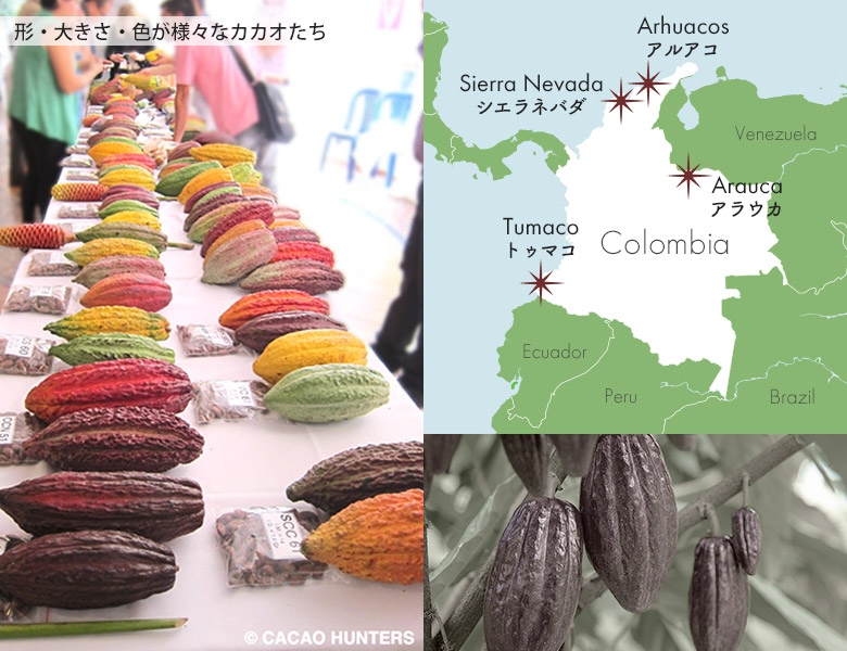 チョコレート コロンビア カカオ カカオハンターズ Cacao Hunters 小方真弓 おがたまゆみ ビーントゥバー 豊洲市場ドットコム