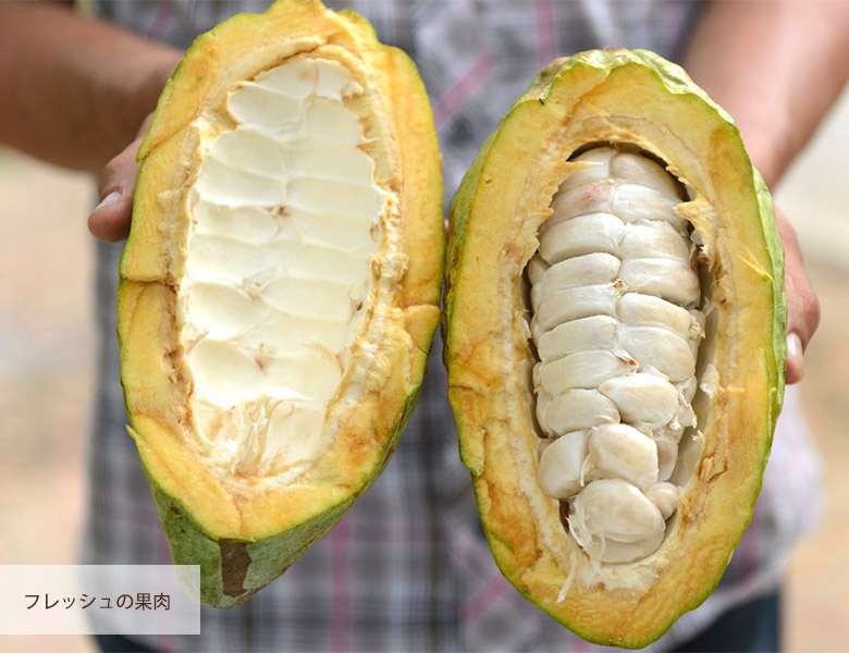 チョコレート コロンビア カカオ カカオハンターズ Cacao Hunters 小方真弓 おがたまゆみ ビーントゥバー 豊洲市場ドットコム