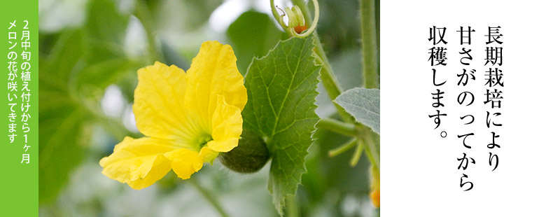 メロンの花