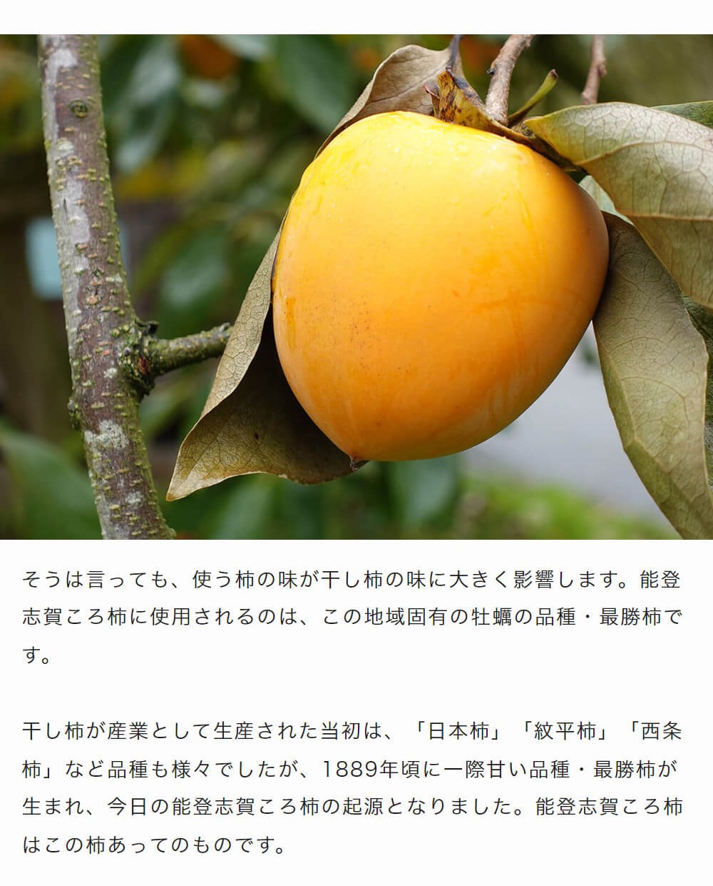 GI能登志賀ころ柿｜豊洲市場ドットコム