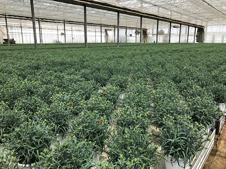 自然開花を楽しむ 母の日 カーネーション 赤 ピンク 豊洲市場ドットコム