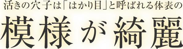 活きの穴子は「はかり目」と呼ばれる、体表の模様が綺麗