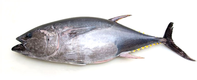 第七光洋丸の天然本マグロ 豊洲市場ドットコム