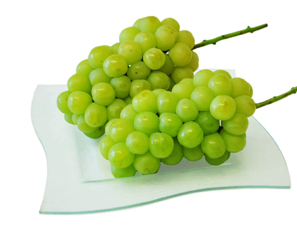 瀬戸ジャイアンツ 豊洲市場ドットコム