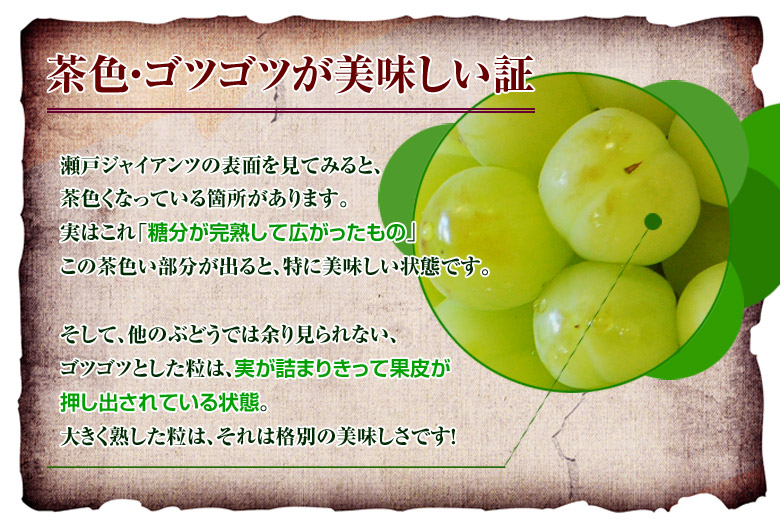 瀬戸ジャイアンツ 豊洲市場ドットコム