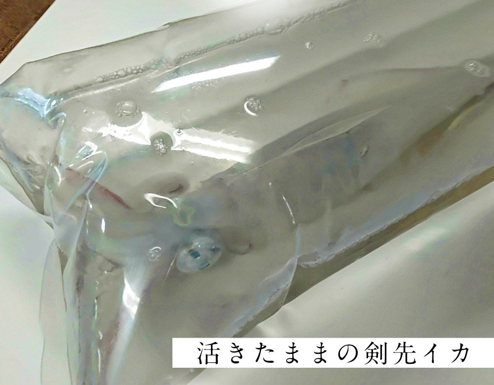 鮮魚 豊洲市場 通販 料理人が使う活魚 神経締めされた魚 お取り寄せ 豊洲市場ドットコム