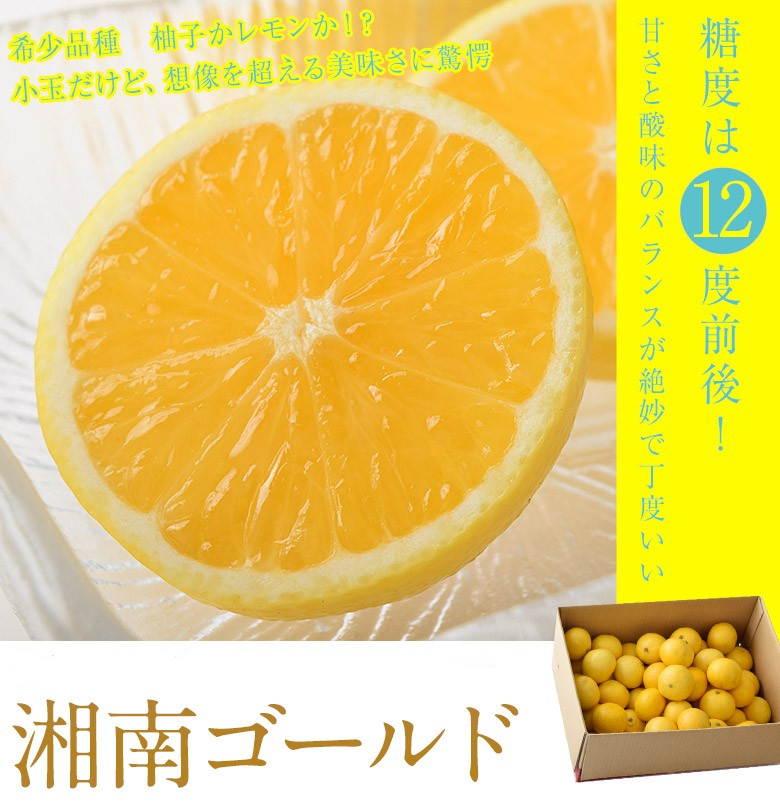 希少品種 想像を超える美味しさに驚愕 湘南ゴールド 豊洲市場ドットコム 豊洲市場ドットコム