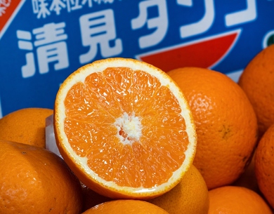 みかん 通販 市場 産地直送 安くて新鮮 豊洲市場ドットコム