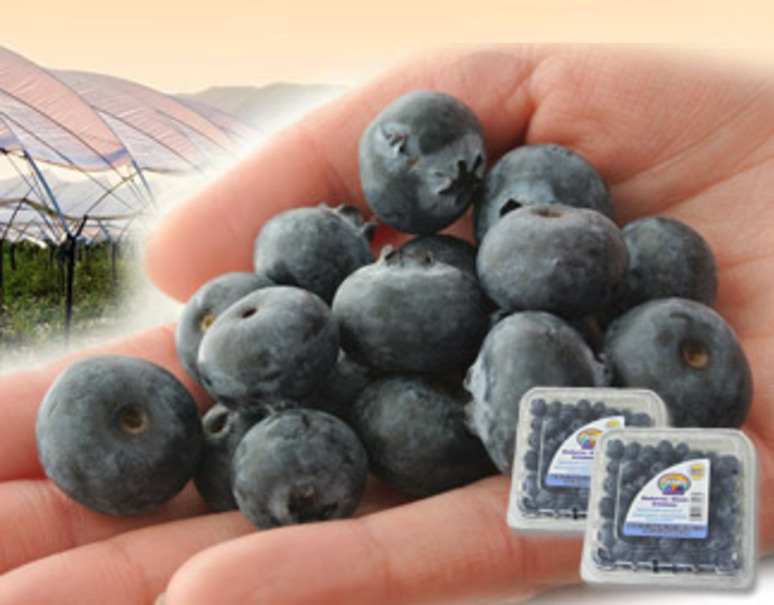 大粒 生ブルーベリー スーパーブルー メキシコ産 約170g 2p 冷蔵 豊洲市場ドットコム
