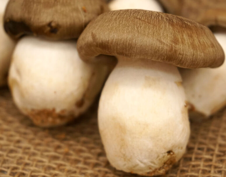 国産 本しめじ 1p 100g 5 7本 2p 冷蔵 豊洲市場ドットコム