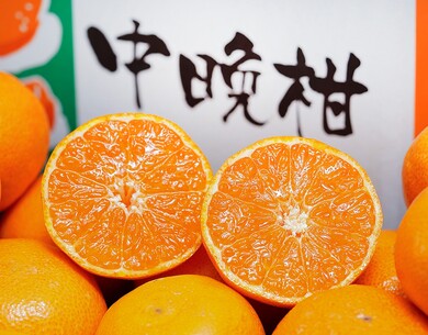 みかん 通販 市場 産地直送 安くて新鮮 豊洲市場ドットコム