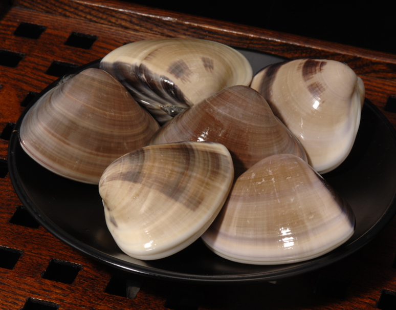 地ハマグリ 千葉県産 約1kg 1個1 140g 冷蔵 豊洲市場出荷 豊洲市場ドットコム