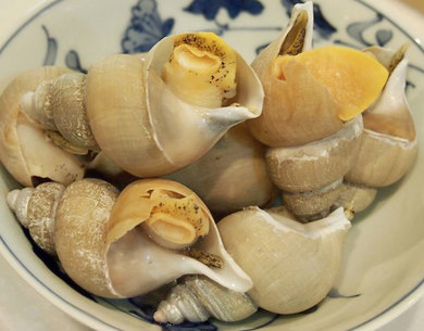 白バイ貝 山口県産 500g前後 冷蔵 豊洲市場直送 豊洲市場ドットコム