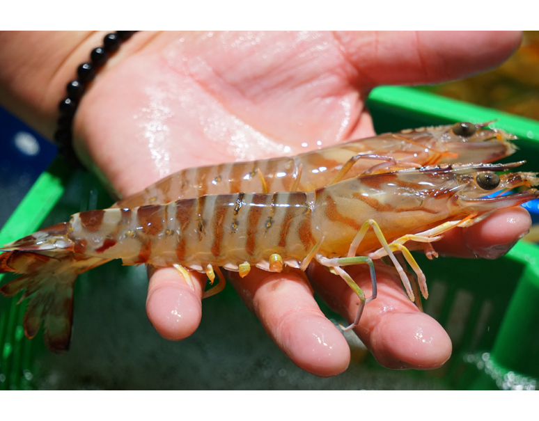 国産 活 養殖車海老500g 14 19尾 中 時期によって産地が変わります 豊洲市場直送 冷蔵 豊洲市場ドットコム
