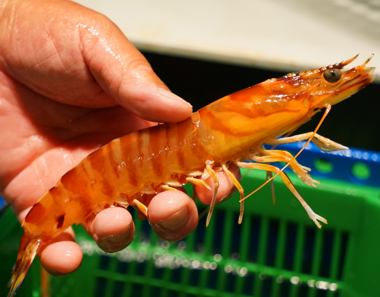 国産 活 養殖車海老500g 8 9尾 大 時期によって産地が変わります 豊洲市場直送 冷蔵 豊洲市場ドットコム