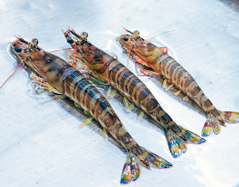 国産 活 養殖車海老100g 1尾 超特大 時期によって産地が変わります 豊洲市場直送 冷蔵 豊洲市場ドットコム