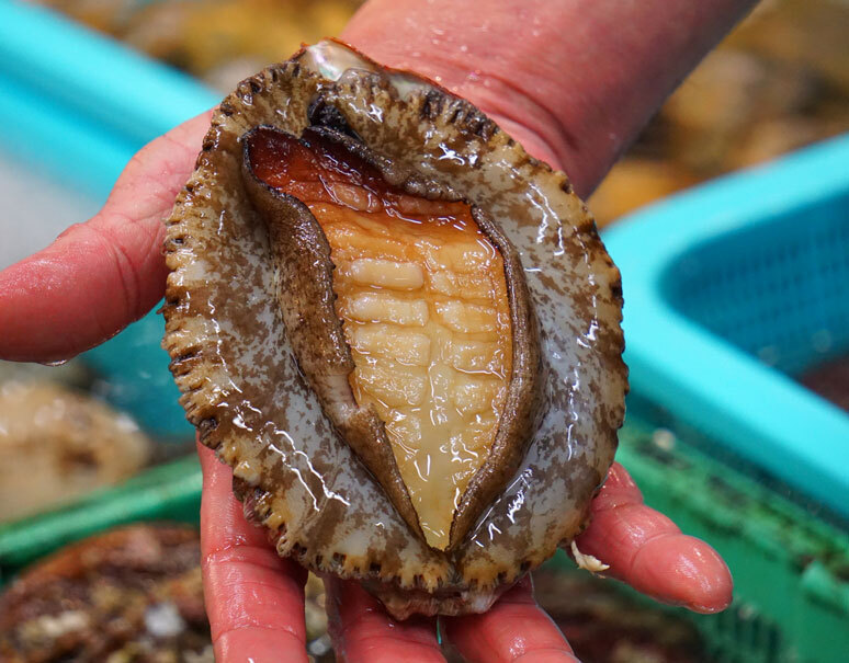 赤あわび メガイ 長崎県産 1個 0gup 冷蔵 豊洲市場直送 豊洲市場ドットコム