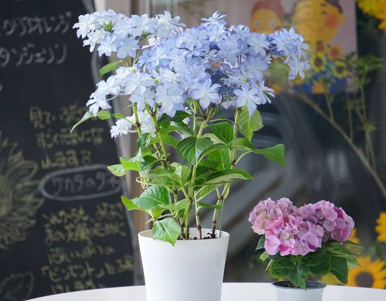 花農家応援 育種家が作る 大栄花園 オリジナル アジサイ 5号鉢 色はお任せ カサノバパープル レイピンク レイブルー スプラッシュパープルから1色 ミニアジサイ3号鉢 常温 豊洲市場ドットコム