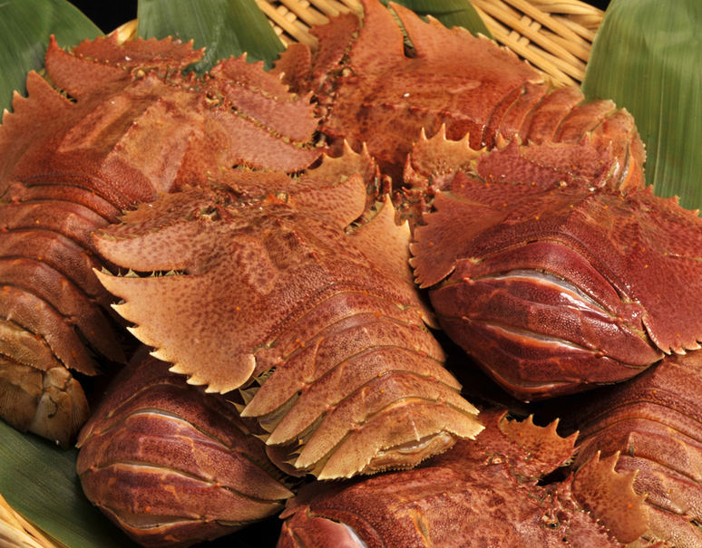 長崎県産 活うちわえび 約500g 3尾 150 0g 尾の大サイズ 冷蔵 豊洲市場出荷 豊洲市場ドットコム