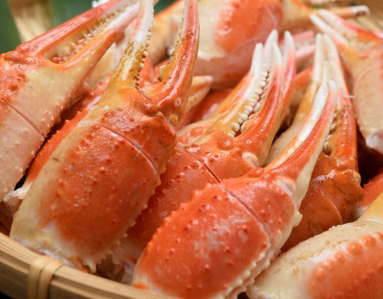 ズワイガニのカニ爪ポーション 殻付き切目入り ボイル済み L 2l 1kg カナダ アメリカ ノルウェー産 冷凍 豊洲市場ドットコム