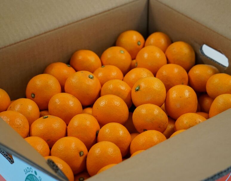 佐渡みかん 新潟県佐渡島産 約5kg 常温 豊洲市場ドットコム