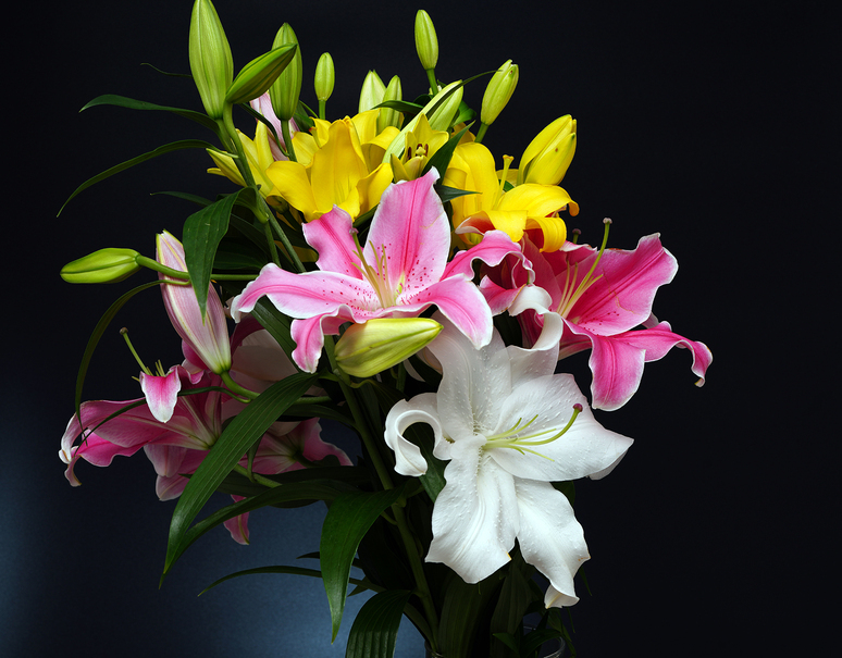 チャッパ6寸5分 カサブランカ5本ピンク色百合5本セット販売 全国組立設置無料 ハンドメイド 日用品 インテリア Roe Solca Ec