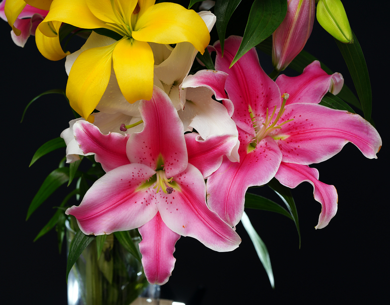 チャッパ6寸5分 カサブランカ5本ピンク色百合5本セット販売 全国組立設置無料 ハンドメイド 日用品 インテリア Roe Solca Ec