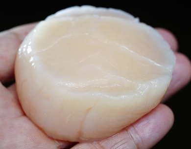 フードロス削減 通販 もったいない訳あり食材をお取り寄せ 豊洲市場ドットコム