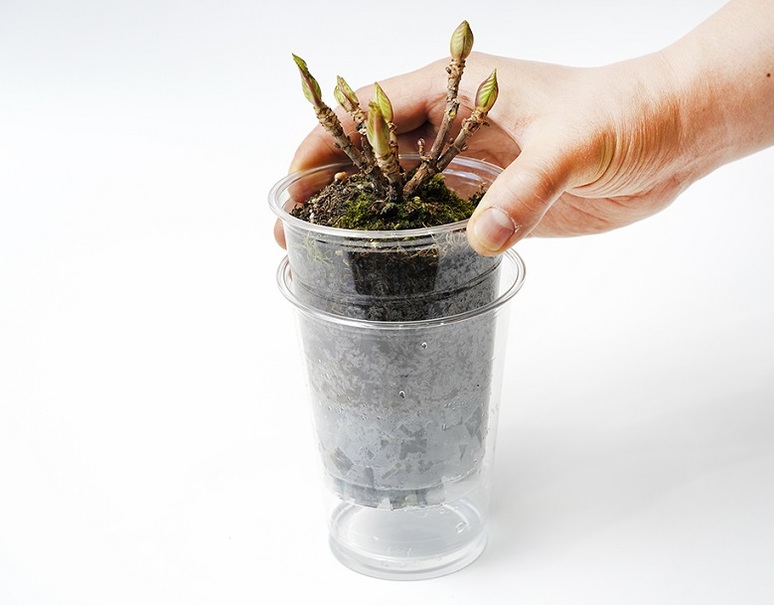 葛西市場よりお届け アジサイ サンセットシリーズ ピンク系 1鉢 目安として 高さ 約25cm 幅 約10cm 常温 豊洲市場ドットコム