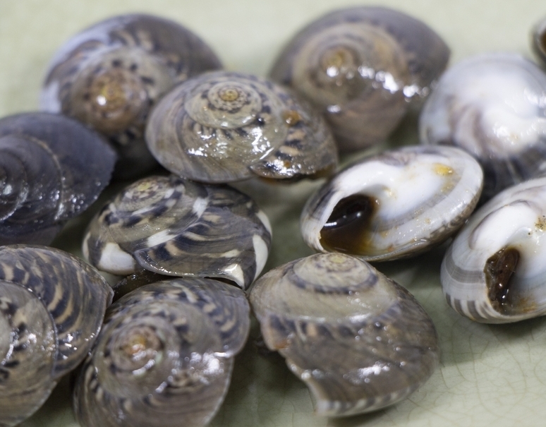 大粒ナガラミ 千葉県産 1kg 冷蔵 S 豊洲市場ドットコム