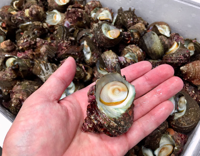 姫サザエ 約1kg 1個 30g 山口県産 冷蔵 豊洲市場出荷 S 豊洲市場ドットコム