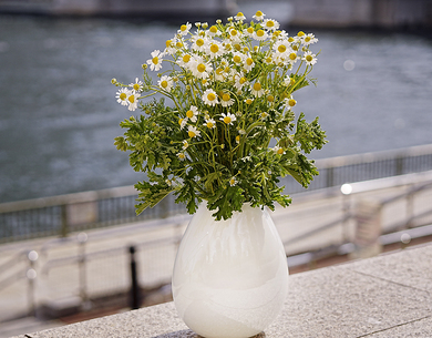 カモミールとゼラニウムの花束 カモミール ゼラニウム ラッピング込み 常温 豊洲市場ドットコム