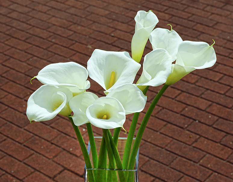 白いカラーの花束 カラー ラッピング込み 常温 豊洲市場ドットコム