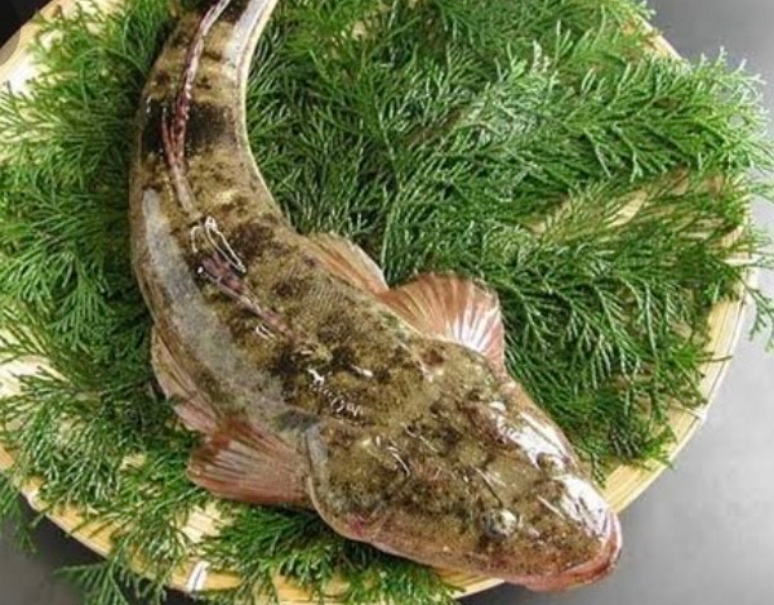 コチ 千葉県産 1尾 約700g 冷蔵 T 豊洲市場ドットコム