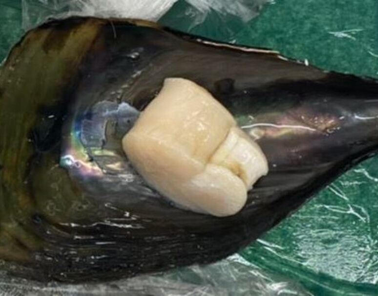 活平貝 愛知県産 約1 2kg 1枚約400g 3 冷蔵 T 豊洲市場ドットコム