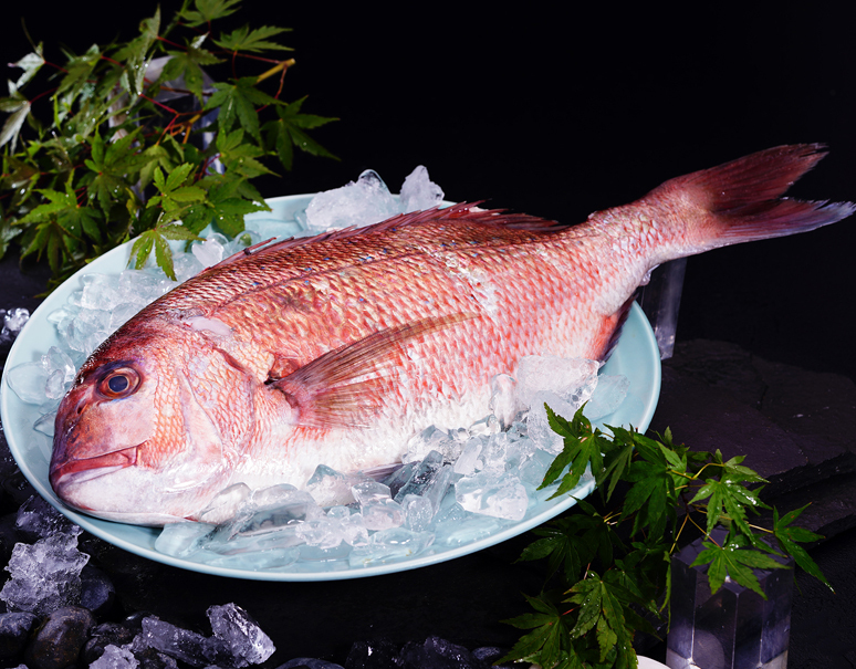 生食用 活〆養殖真鯛 鱗 エラ はらわた取り 1尾 1 5kgup 愛媛県産 冷蔵 T 豊洲市場ドットコム