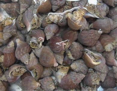 磯ツブ貝 北海道産 約1kg 冷蔵 Y 豊洲市場ドットコム